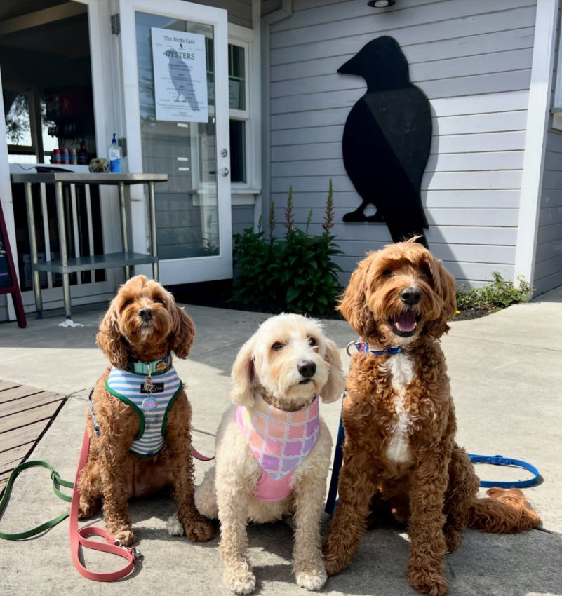 Three friendly dogs in bandanas waiting outside The Birds Cafe